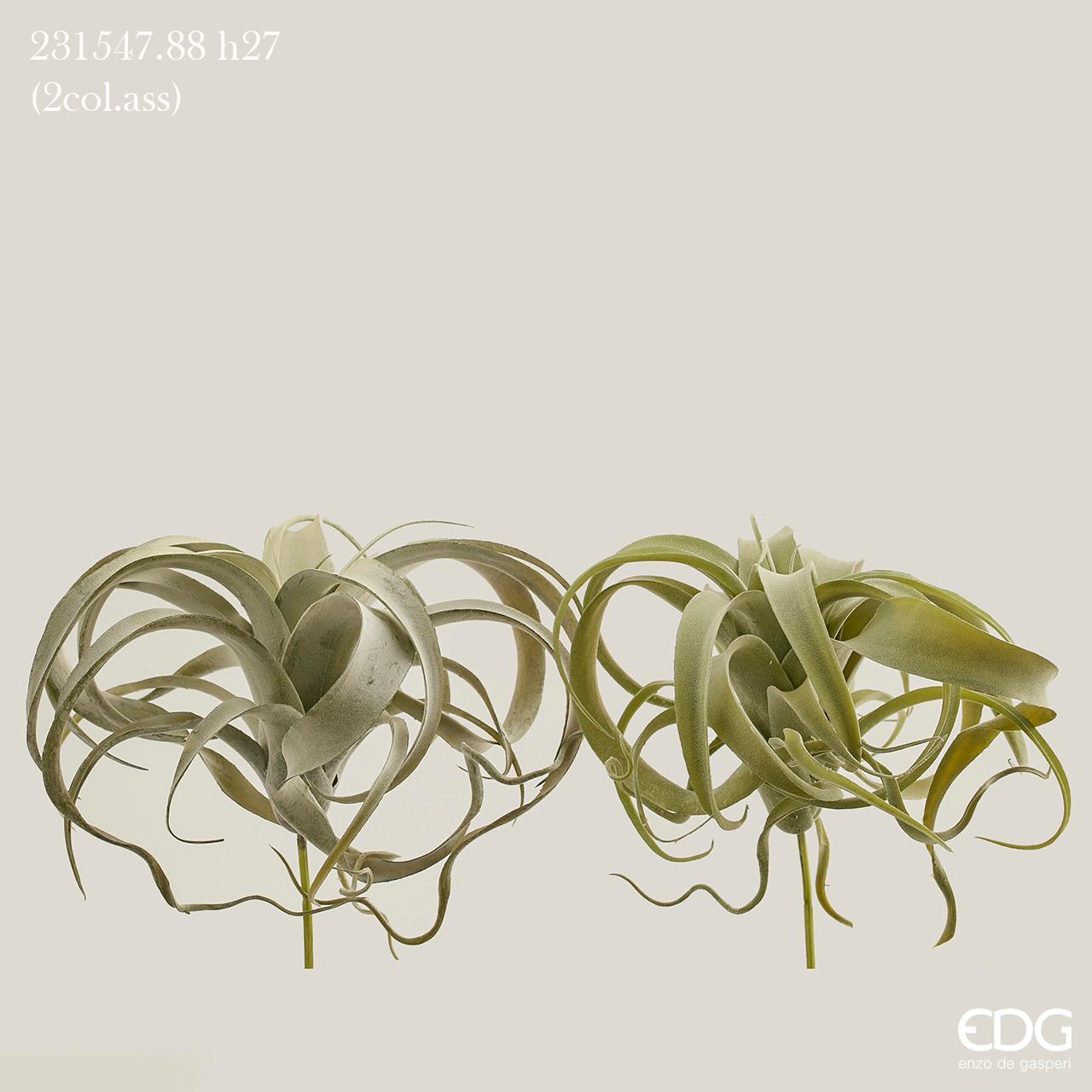 TILLANDSIA OVEST H27