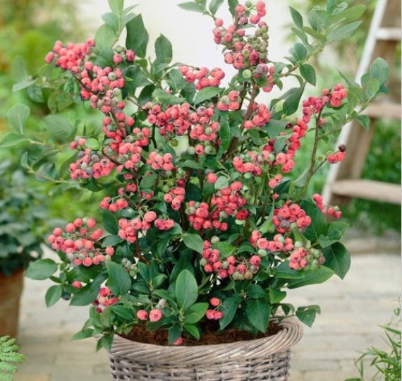 CESTO CON BACCHE ROSSE E FOGLIE