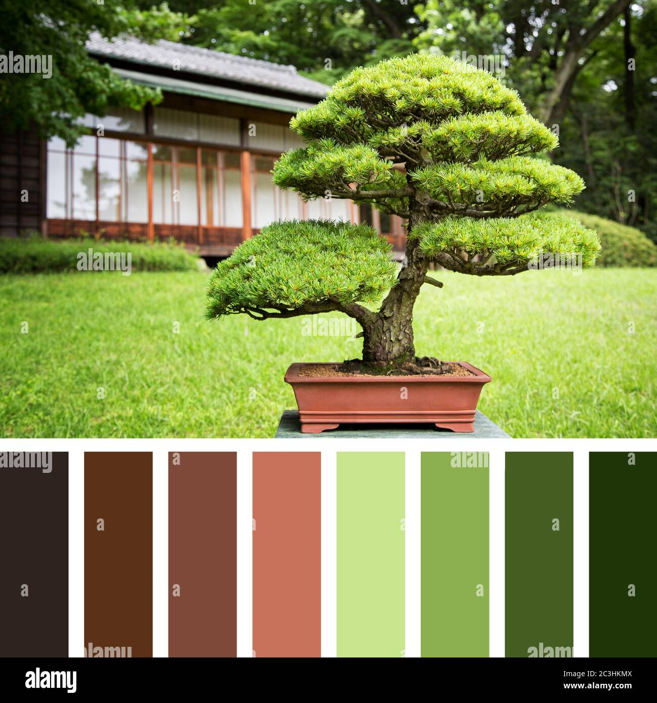 BONSAI COLORE TERRACOTTA
