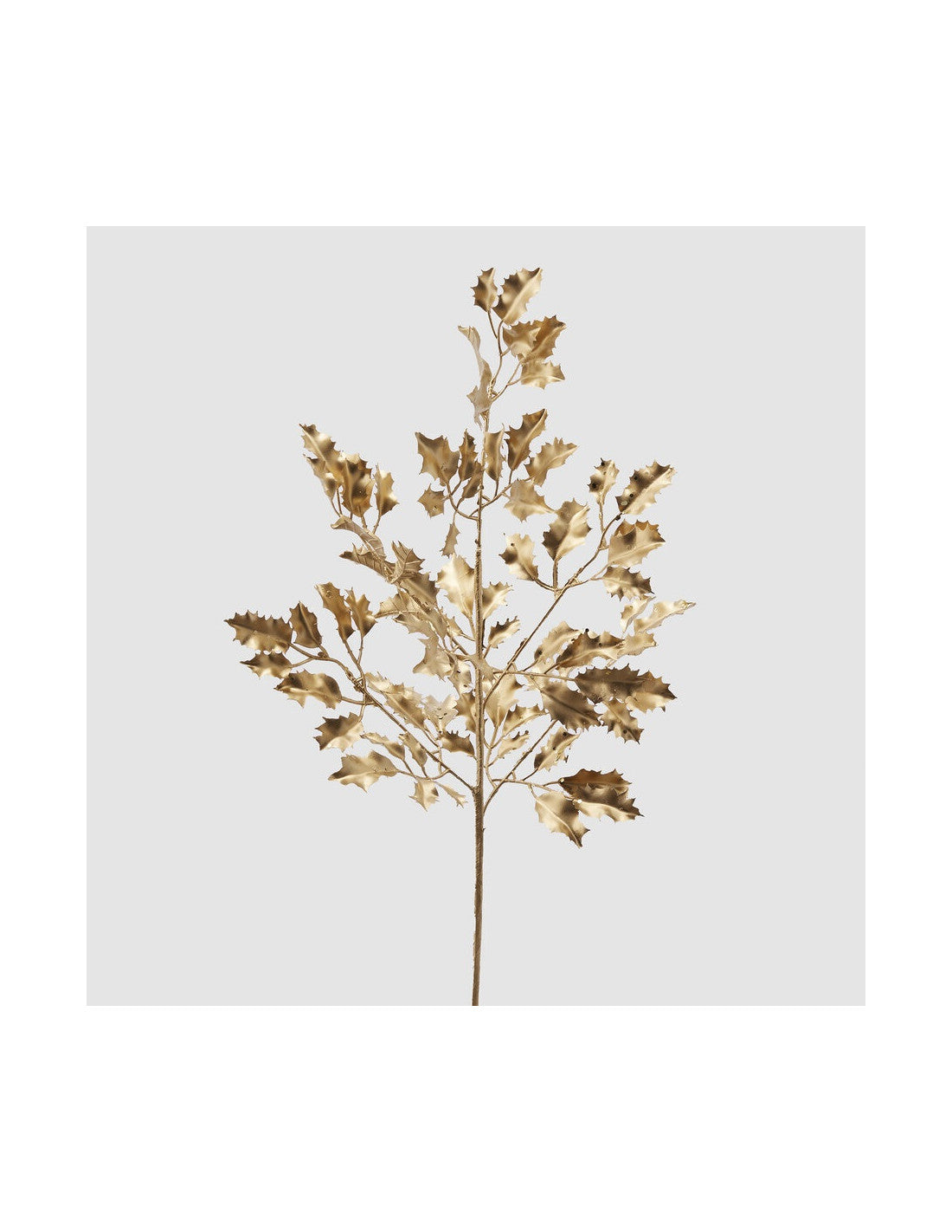 AGRIFOGLIO GOLD RAMO H65