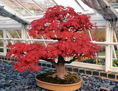 BONSAI ROSSO